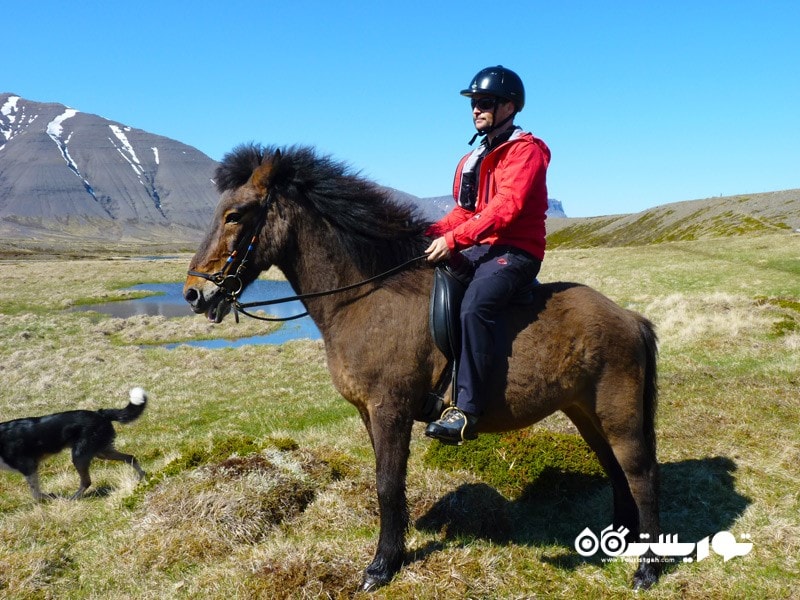 5- اسب سواری بهترین راه برای گشت و گذار در طبیعت زیبای ایسلند است.