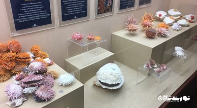موزه صدف های دریایی پوکت -  شهر پوکت
