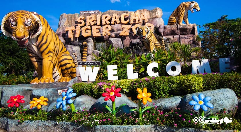 سرگرمی باغ وحش ببر سریراچا شهر تایلند کشور پاتایا