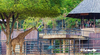 سرگرمی باغ وحش کائو کویی شهر تایلند کشور پاتایا