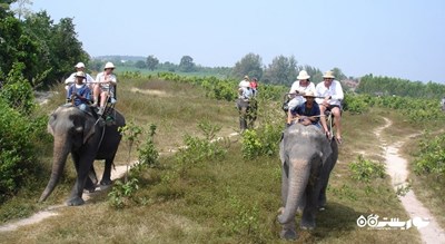 سرگرمی دهکده فیل شهر تایلند کشور پاتایا