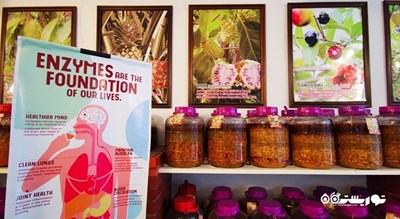 سرگرمی مزرعه میوه های گرمسیری پنانگ شهر مالزی کشور پنانگ