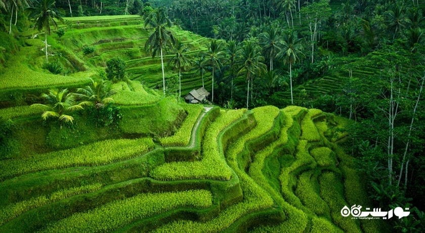  تراس های برنج تگالالانگ شهر اندونزی کشور بالی