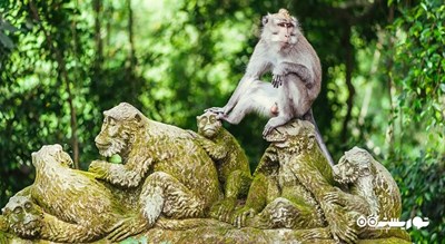 جنگل میمون های اوبود شهر اندونزی کشور بالی