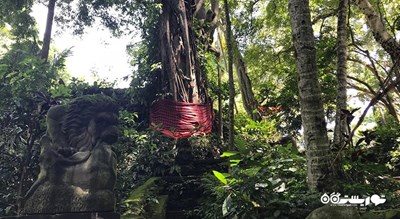  جنگل میمون های اوبود شهر اندونزی کشور بالی