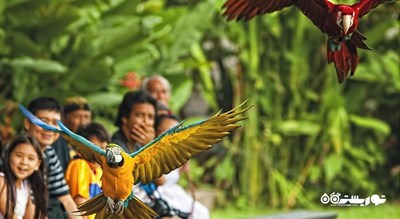  پارک پرندگان و خزندگان بالی شهر اندونزی کشور بالی