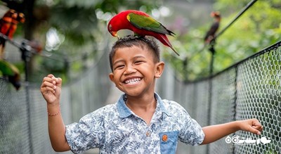  پارک پرندگان و خزندگان بالی شهر اندونزی کشور بالی