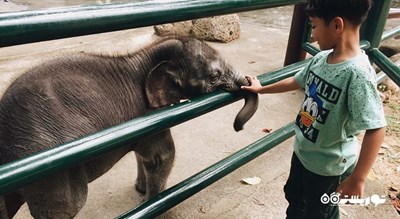 سرگرمی پارک سافاری فیل در شمال اوبود شهر اندونزی کشور بالی
