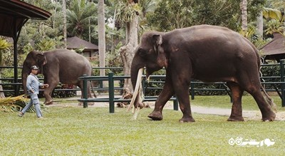 سرگرمی پارک سافاری فیل در شمال اوبود شهر اندونزی کشور بالی