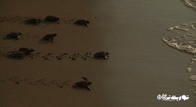 سرگرمی تماشای لاکپشت در قبرس شمالی شهر قبرس شمالی کشور نیکوزیای شمالی